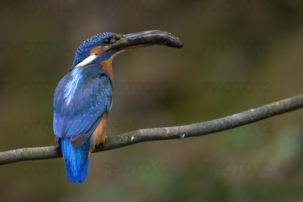 Common kingfisher