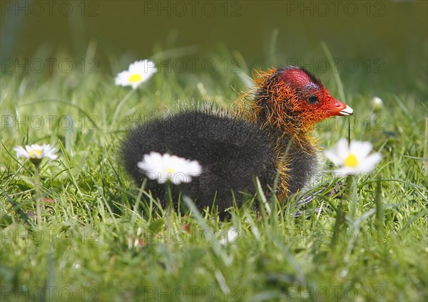 Common coot