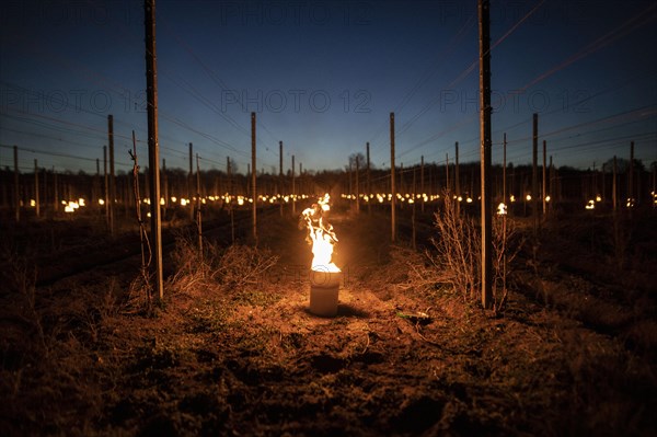 Fires loom on the vineyard of Wackerbarth Castle in Weinboehla