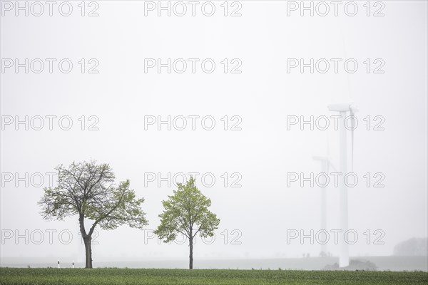 Trees along a country road stand out in front of wind turbines in Vierkirchen