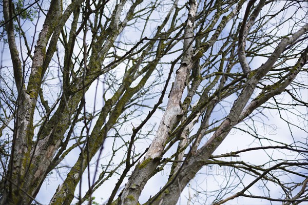 Dead branches hanging from a dead tree. Ummanz