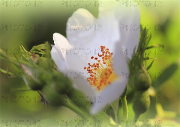 White blossom of dog rose