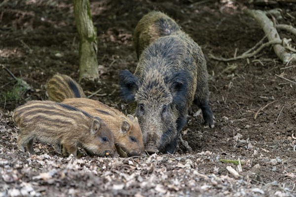 Wild boar