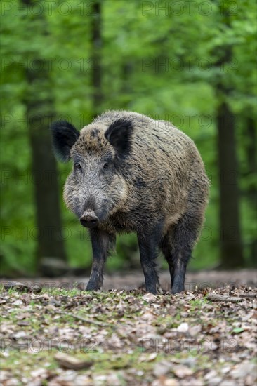 Wild boar