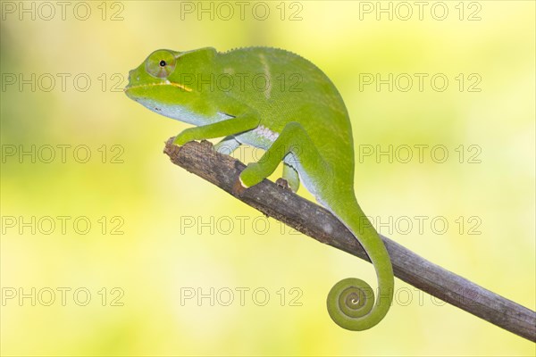 Juvenile chameleon