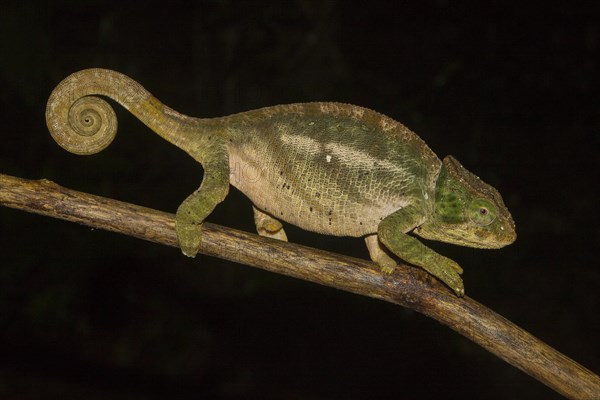 Large chameleon