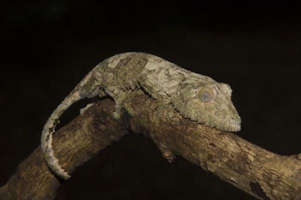 Mossy leaf-tailed gecko