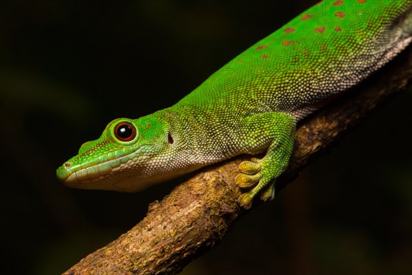 Koch's day gecko