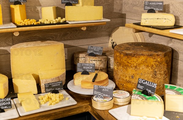Variety of cheeses on display in cheese room of farm shop
