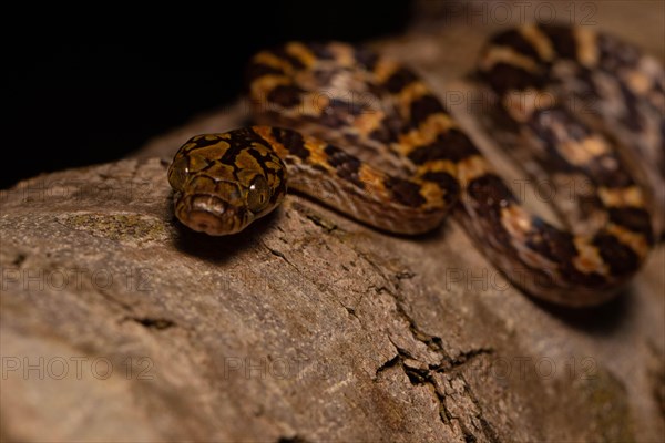 Ampijoroa tree snake