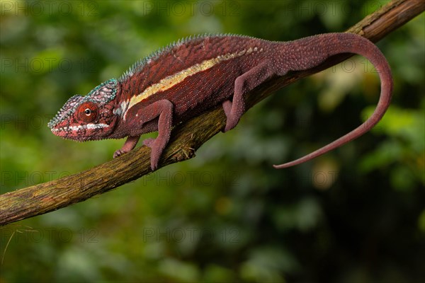 Male panther chameleon