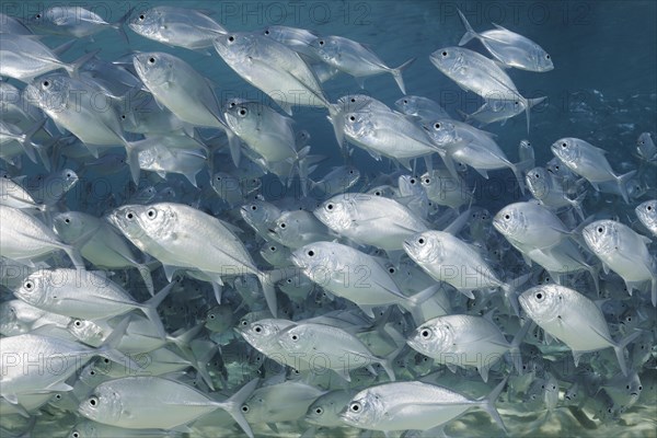 School of juvenile fish