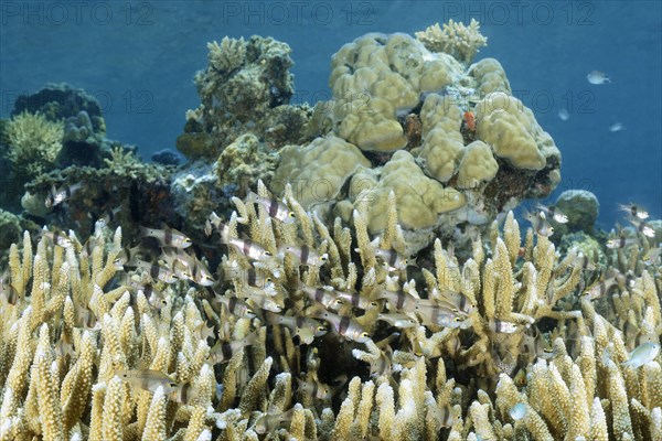 Shoal of black-belt cardinalfish