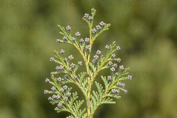 Female cone flowers of the Lawsons false cypress