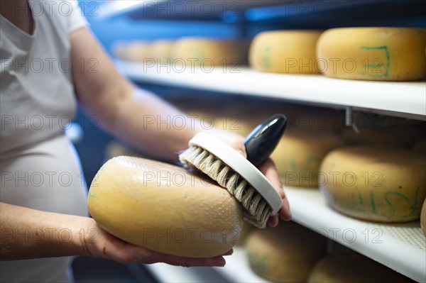 Cheese dairy. Woman cleans a hard cheese with brine