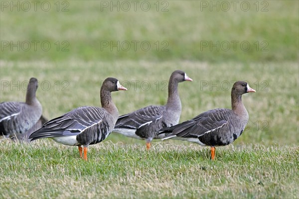 Greater white-fronted geese