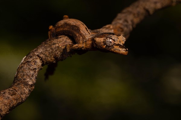 Guenther's flat-tailed gecko