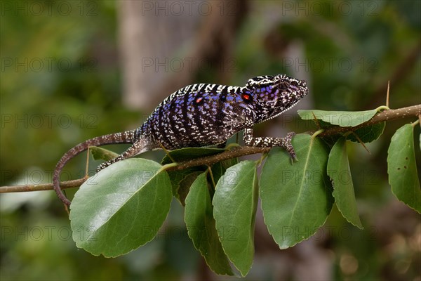 Rediscovered female voeltzkow's chameleon