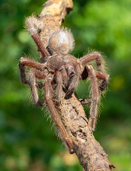 Tarantula