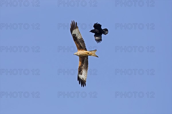 Red kite