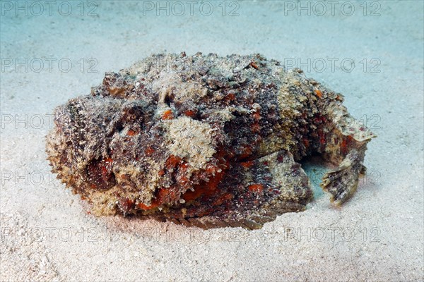 Reef stonefish