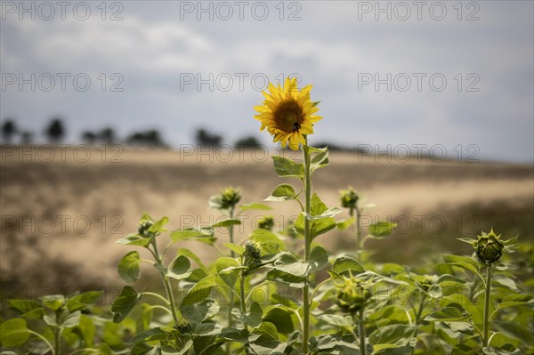 Sunflowers in a field in Vierkirchen