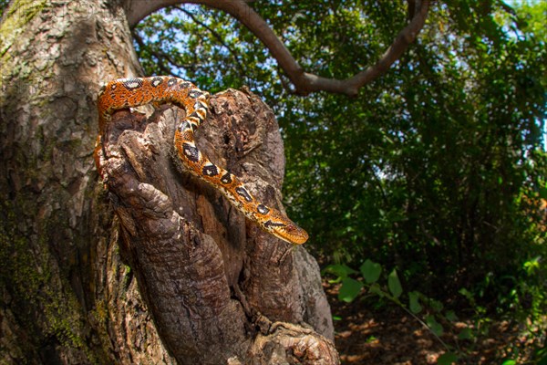 Extremely colourful juvenile of the Madagascar dog-head boa