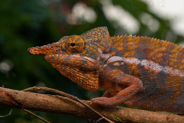 Male Angels chameleon