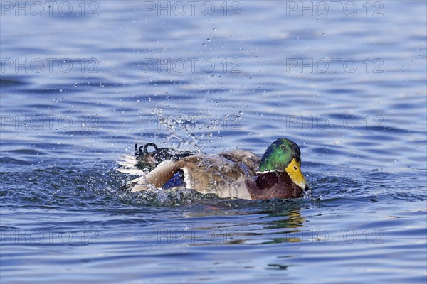 Mallard