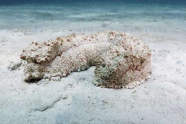 Giant sea cucumber