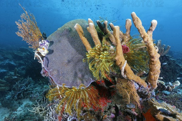 Left and right bottom Horn Coral