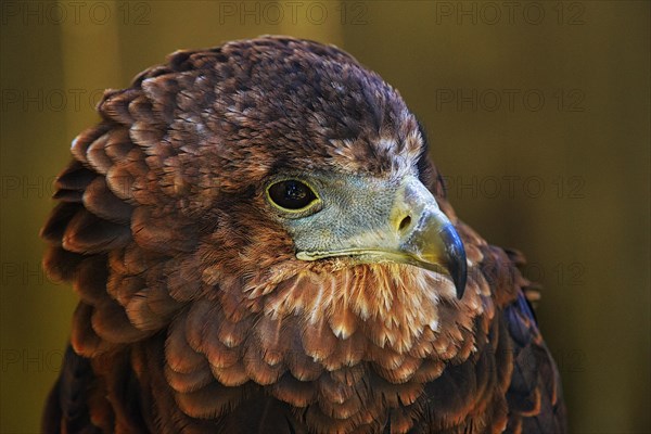 Bateleur