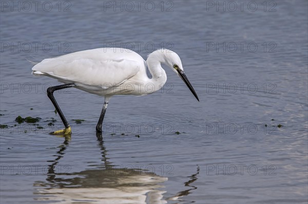 Little egret