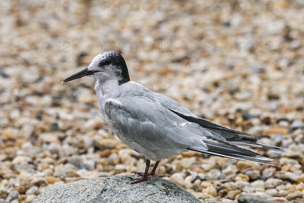 Common tern