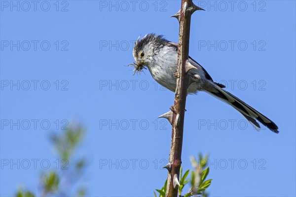 Long-tailed tit