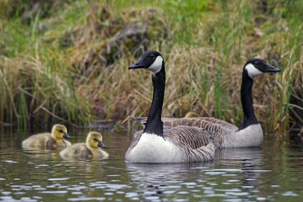 Canada geese