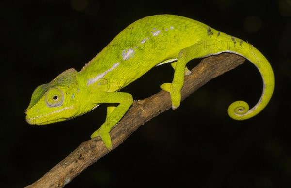 Belalanda chameleon