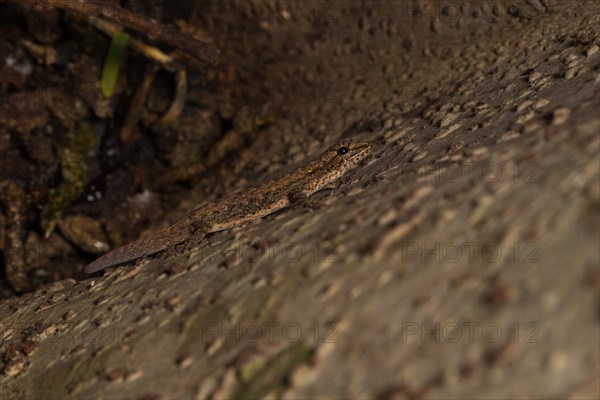 Gecko on tree bark in the dry forest of Ankarafantsika