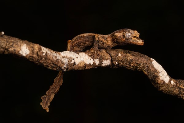 Guenther's flat-tailed gecko