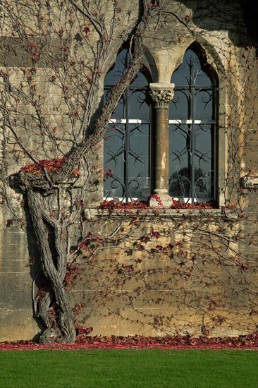 Autumn leaves on wall of Christ Church College of the Oxford University