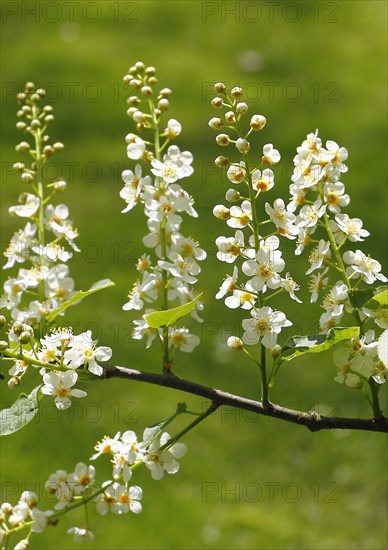 European bird cherry