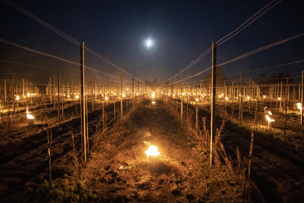 Fires loom on the vineyard of Wackerbarth Castle in Weinboehla