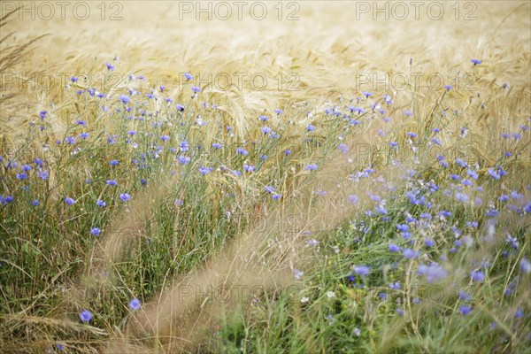 Cornflowers stand at the edge of a barley field on the Ummanz peninsula on the island of Ruegen. Ummanz