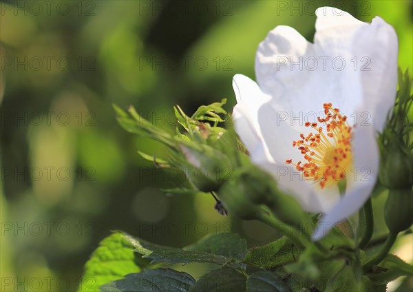 White blossom of dog rose