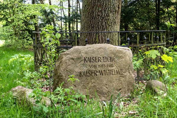 Imperial oak from 1913 for Kaiser Wilhelm II