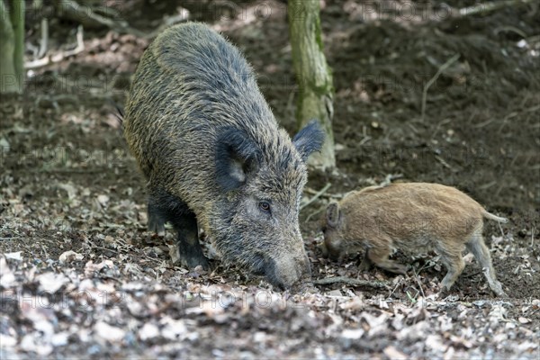 Wild boar