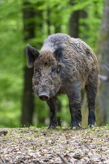 Wild boar