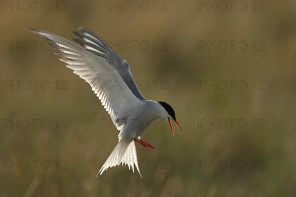 Common tern