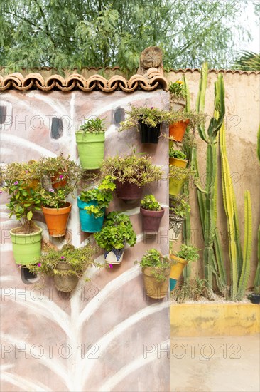 Cactus and potted plants hanging from wall