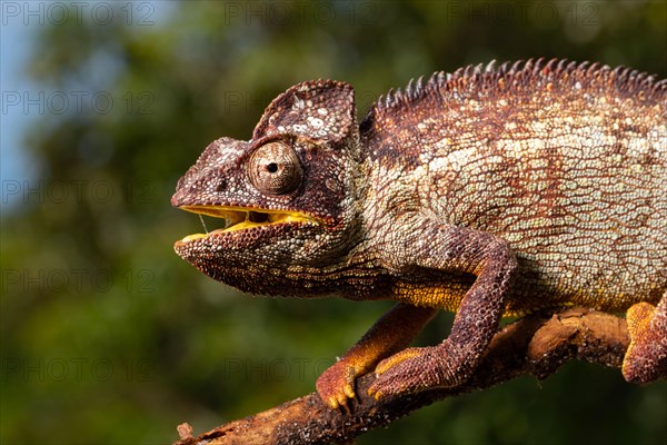 Male Madagascar malagasy giant chameleon